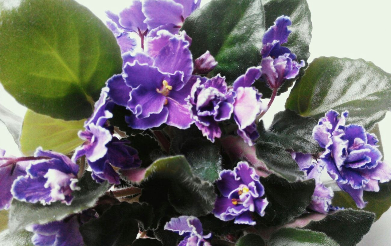 Як поливати кімнатну фіалку взимку