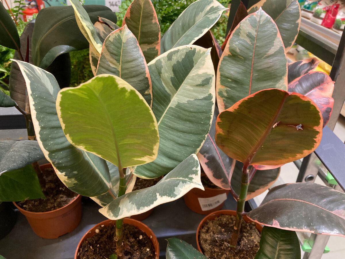 Експерти розповіли, як допомогти фікусу наростити зелену масу та бутони в зимовий період