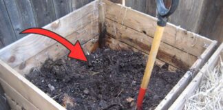Городники розповіли, як підготувати компост перед заморозками 