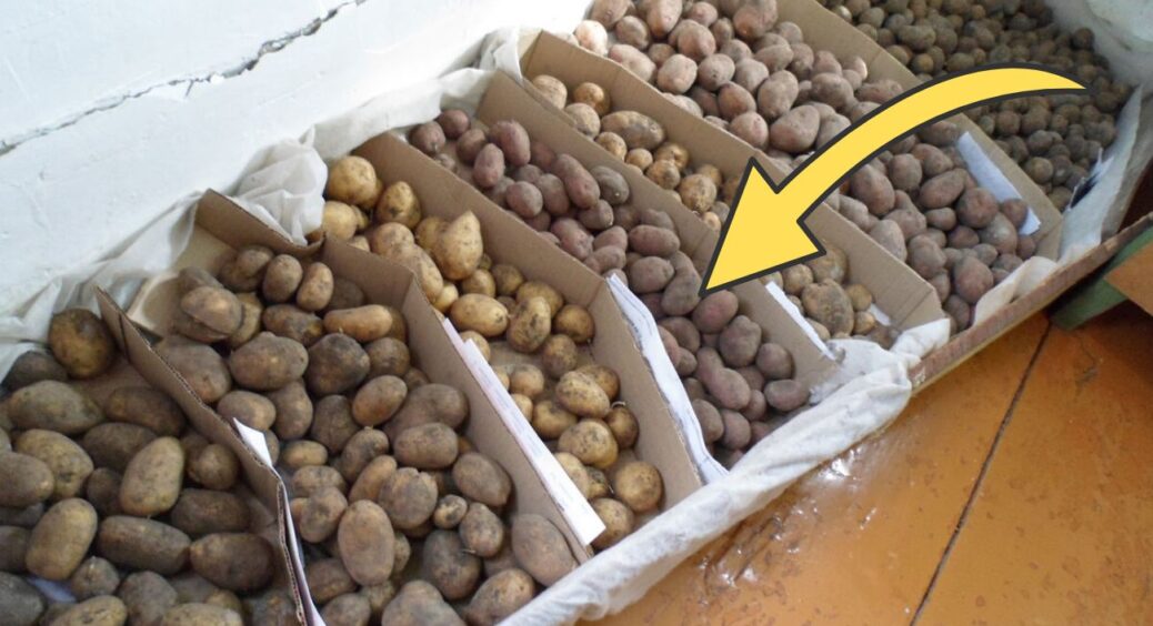 Картопля в погребі лежить до весни і не проростає: кладу серед бульби 1 фрукт, про який знають лише одиниці 