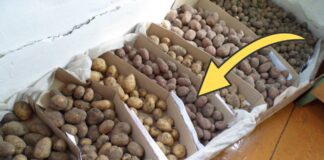 Як зберігати картоплю довго та без псування