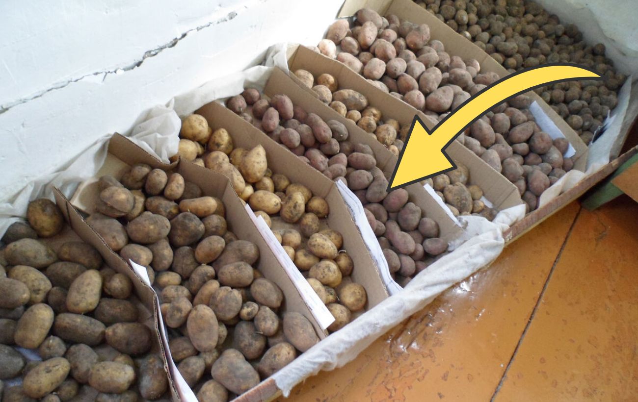 Як зберігати картоплю довго та без псування
