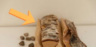 Які дерева найкраще гріють дім