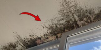 Як позбутись від плісняви на стінах