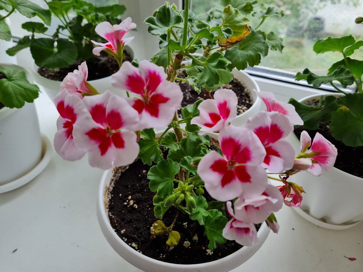 Квітникарі розповіли, яке добриво внести під герань, аби рослина не скидала листя взимку