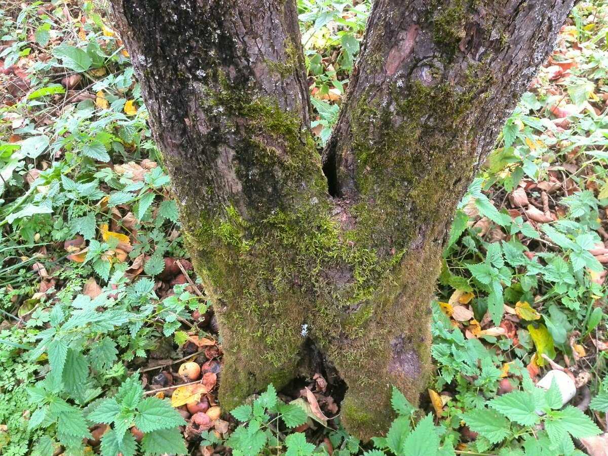 Експерти порадили спосіб, який допоможе позбутись від білих цяток на гілках дерев у грудні