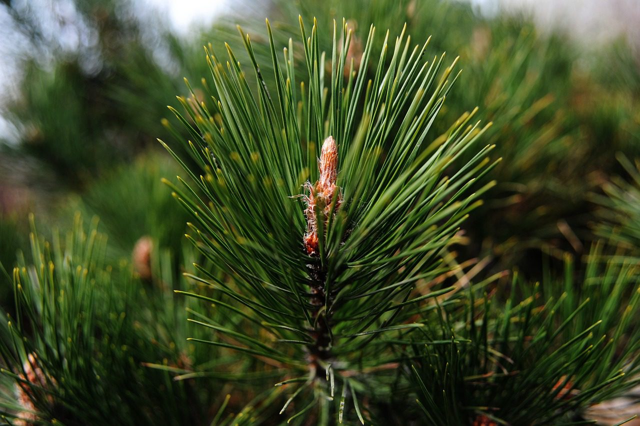 Експерти розповіли про способи використання хвойного опаду з живої ялинки вдома