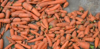 Господині розповіли, як зберігати моркву взимку, щоб вона не вʼянула 
