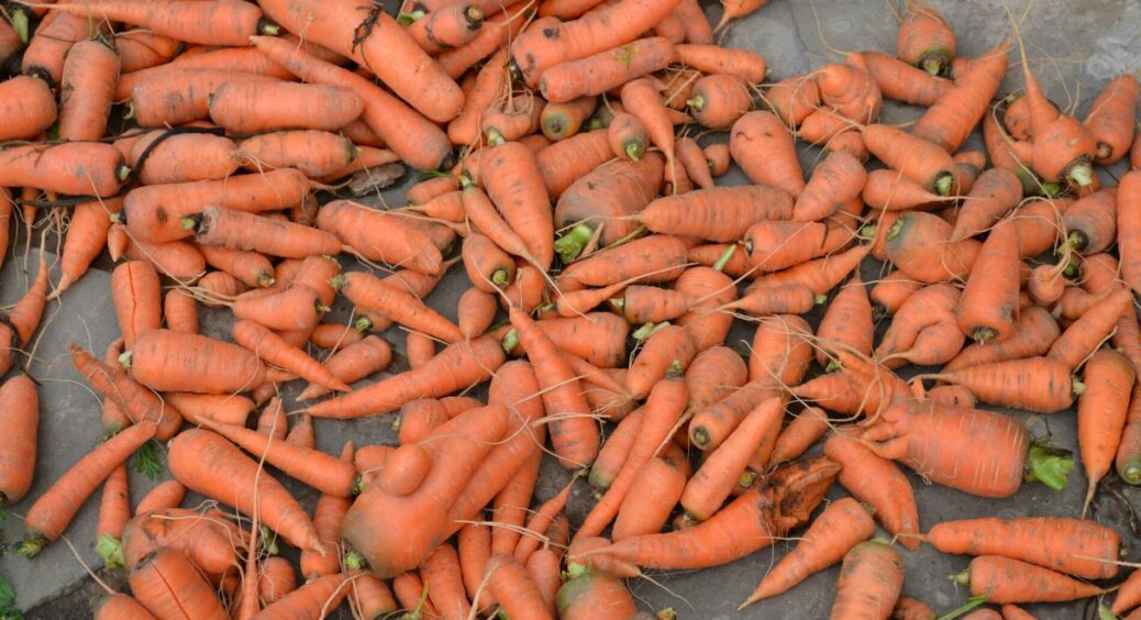 Дізналась випадково: чому морква розтріскується – 1 звичка у догляді вирішує проблему раз і назавжди 
