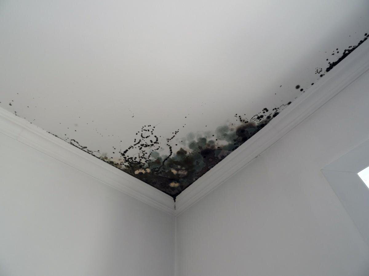 Експерти пояснили, як легко та швидко позбутись від плісняви вдома з простим засобом – поради