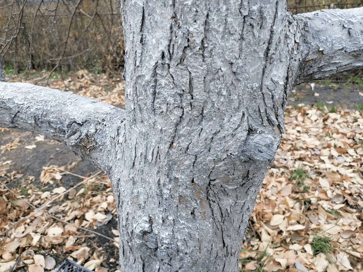 Експерти розповіли, про що можуть говорити білі цяточки на гілках дерев