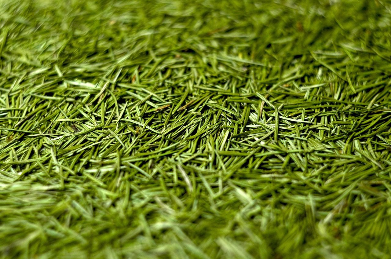 Експерти розповіли про способи використання хвойного опаду з живої ялинки вдома