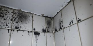 Експерти розповіли, як позбутися плісняви без хімії