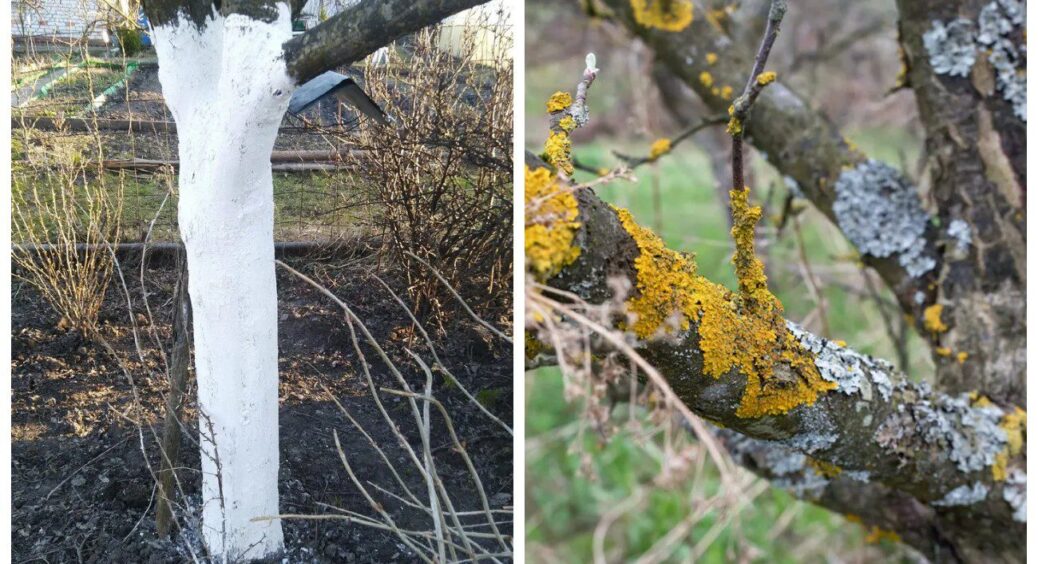 Побачила на гілочках білі цятки – думала грибок, а це сигнал від рослин: ось що треба зробити, поки не пізно 