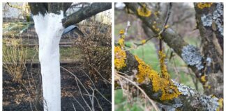 Що означають білі цятки на деревах і як від них позбутись