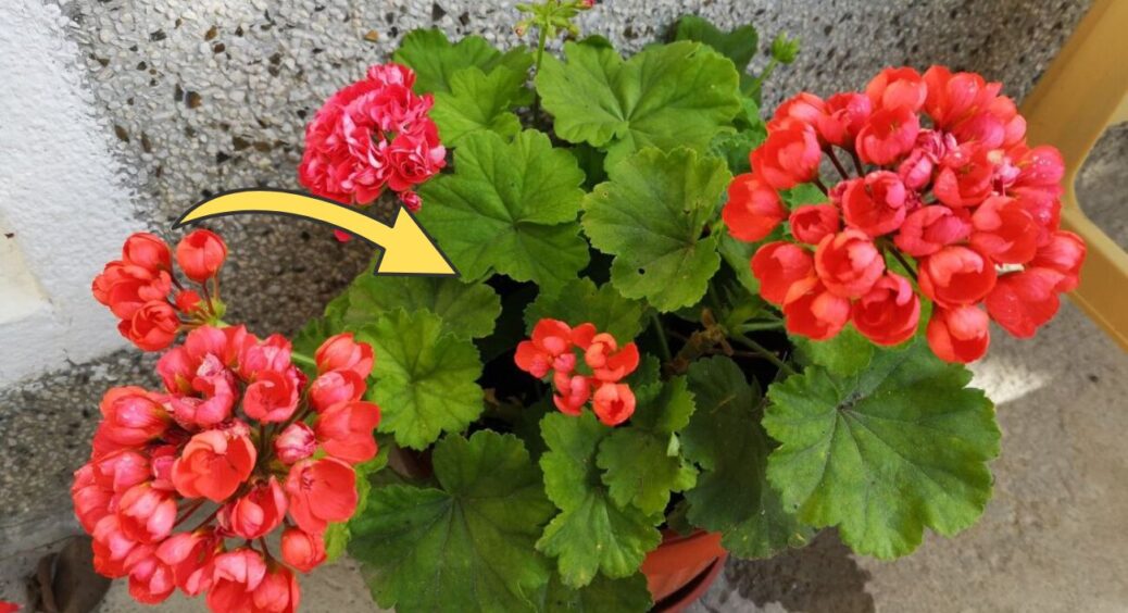 Герань не буде скидати листя взимку, якщо 1 раз у 2 тижні робити так: метод простіший, ніж здається 