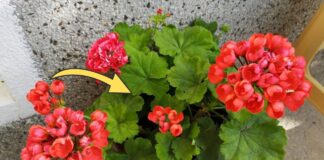 Як доглядати за геранню, аби вона не скидала листя