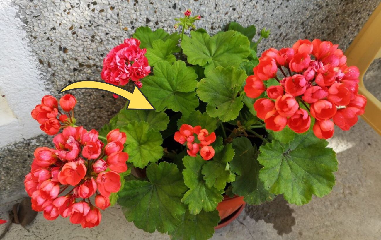 Як доглядати за геранню, аби вона не скидала листя