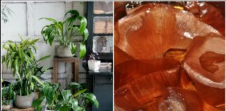 Квітникарі розповіли, як використати цибулеве лушпиння для кімнатних рослин