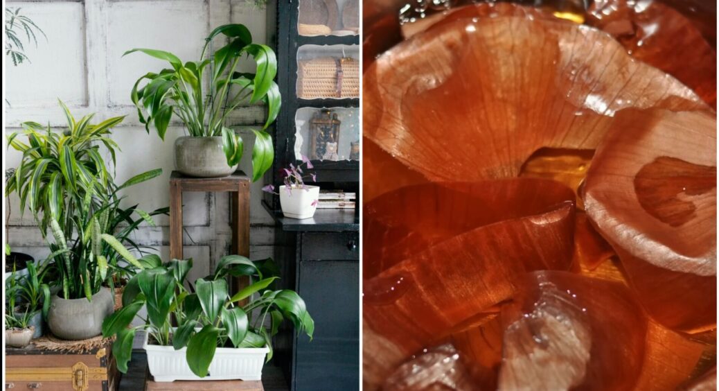 Обприскую кімнатні квіти 1 настоєм з цибулиння: вони почали рости як “навіжені” навіть посеред зими 