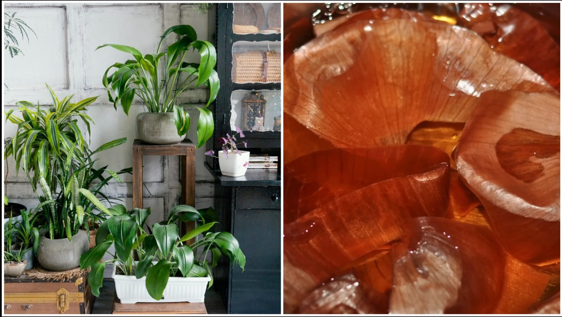 Квітникарі розповіли, як використати цибулеве лушпиння для кімнатних рослин