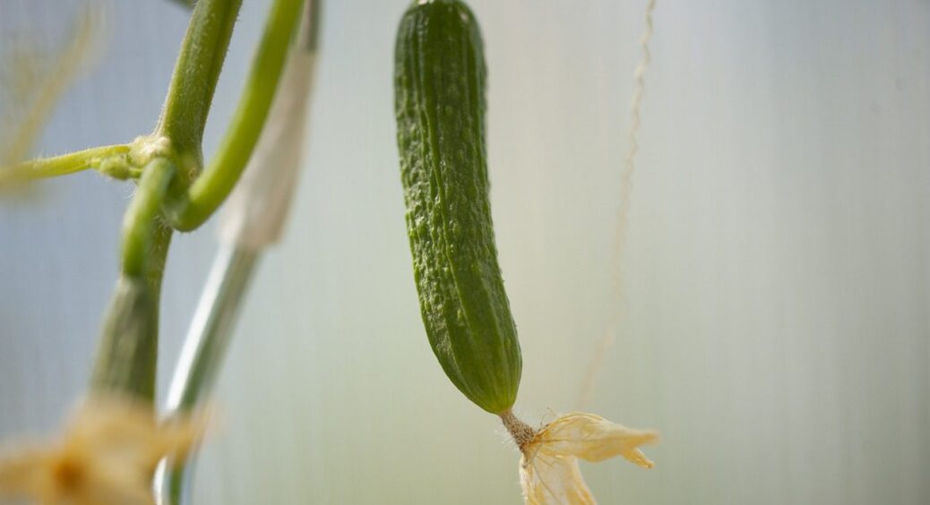 Вирощую огірки, які не бояться лютого холоду: “арктичний” гібрид із хрусткими плодами по 10 штук із зав’язі 