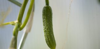 Городники розповіли, який сорт огірків обрати для вирощування на грядці для високої врожайності