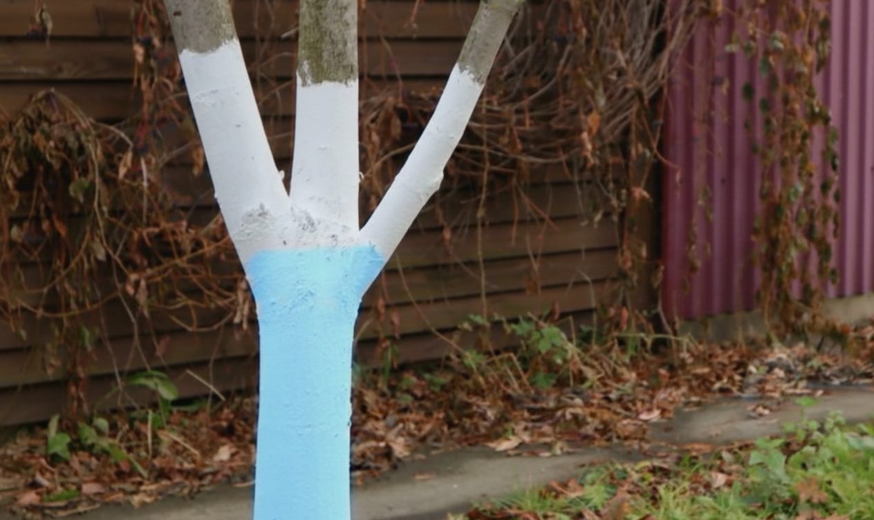 Садівники розповіли, навіщо фарбують дерева саду в синій колір