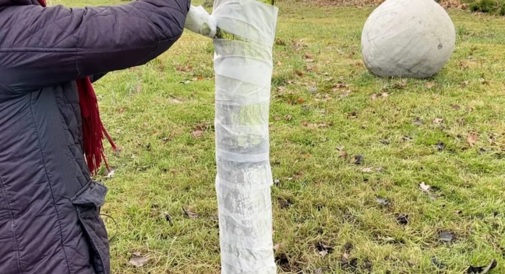 Про побілку дерев я забула ще років 7 тому – тепер тільки обмотую: цій “схемі” навчив дідусь-садівник 