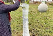 Це не “Вуду”, а березневий трюк досвідченого садівника: додаю у побілку 1 ложку цього – і дощ їй не страшний Експерти розповіли, як правильно білити дерева в березні