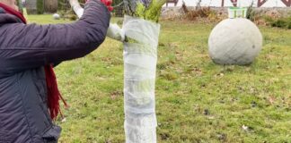 Садівники розповіли, чим замінити класичну побілку дерев