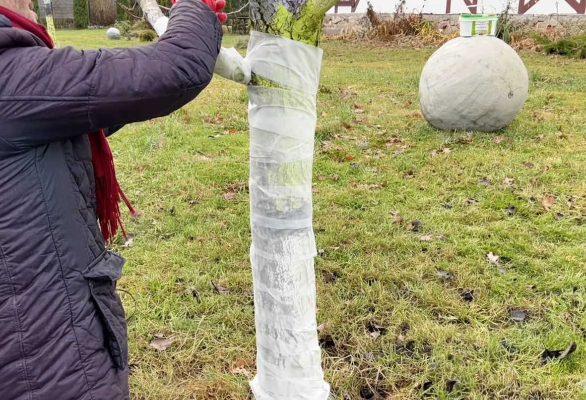 Садівники розповіли, чим замінити класичну побілку дерев