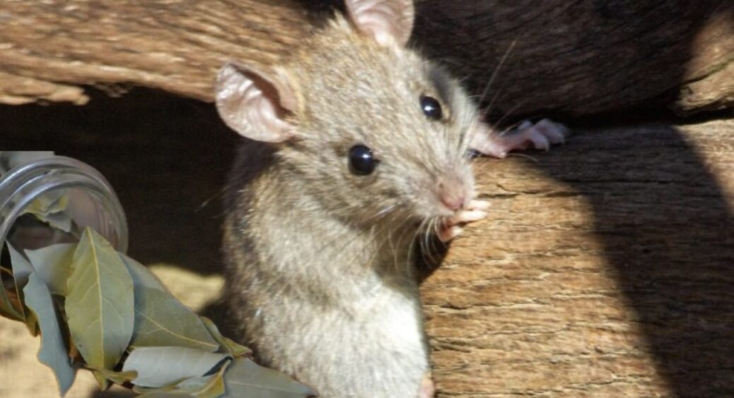 Щури обходять мій будинок стороною: розкладаю по кутах “це” – природний бар’єр, який діє на всі 100% 