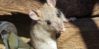 Експерти розповіли, як легко позбутися мишей та тарганів