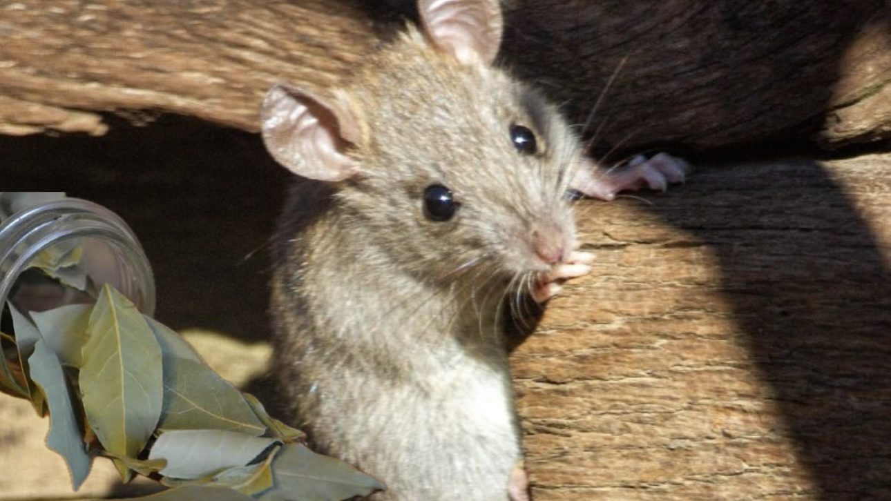 Господині розповіли, як позбутися мишей у веранді без мишоловок 