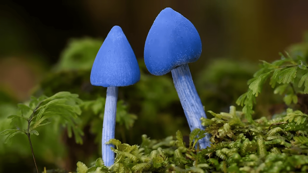 Ентолома Гохштеттера