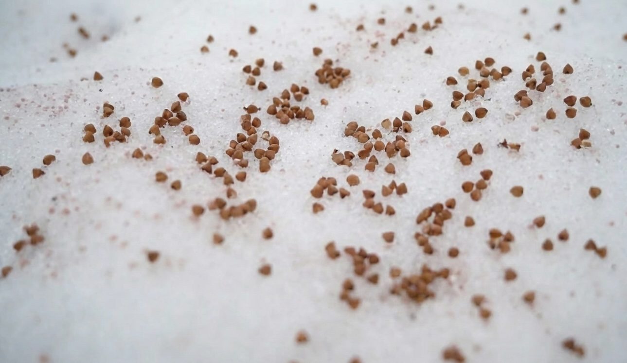 Городники розповіли, яку крупу потрібно внести на грядки в грудні Городники розповіли, яку крупу потрібно внести на грядки в грудні