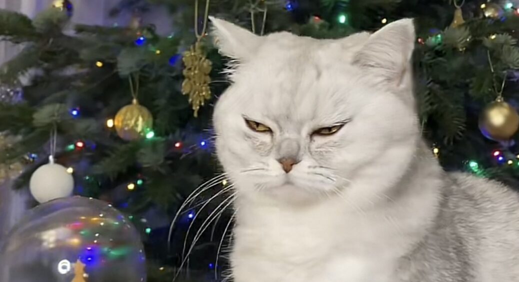 Цього року кіт навіть не гляне на мою ялинку: кума-кошатниця порадила 2 лайфхаки, як відвадити пухнастика 
