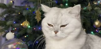 Господині розповіли, як сервірувати новорічний стіл, щоб залучити удачу і достаток