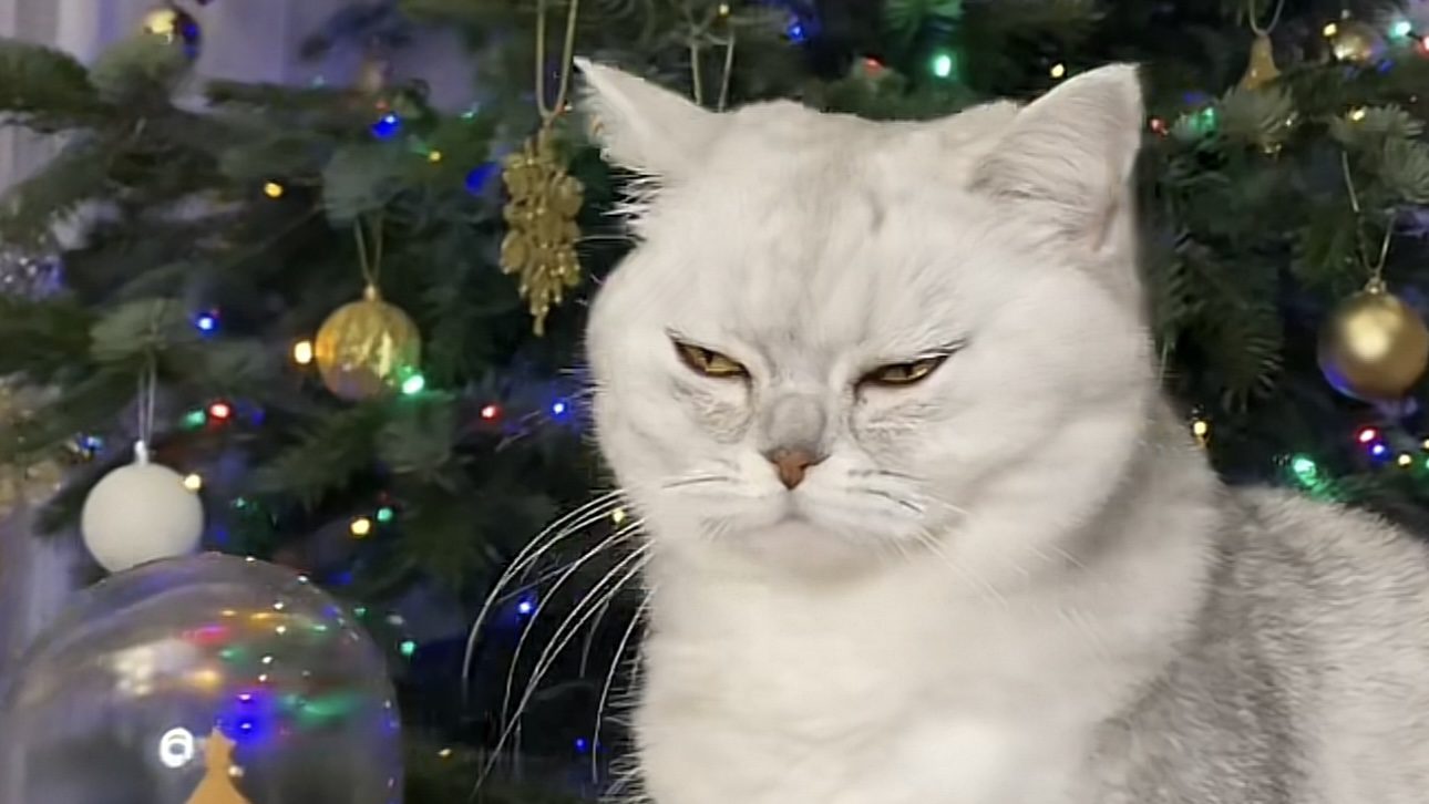 Господині розповіли, як захистити ялинку та новорічний декор від домашніх улюбленців 