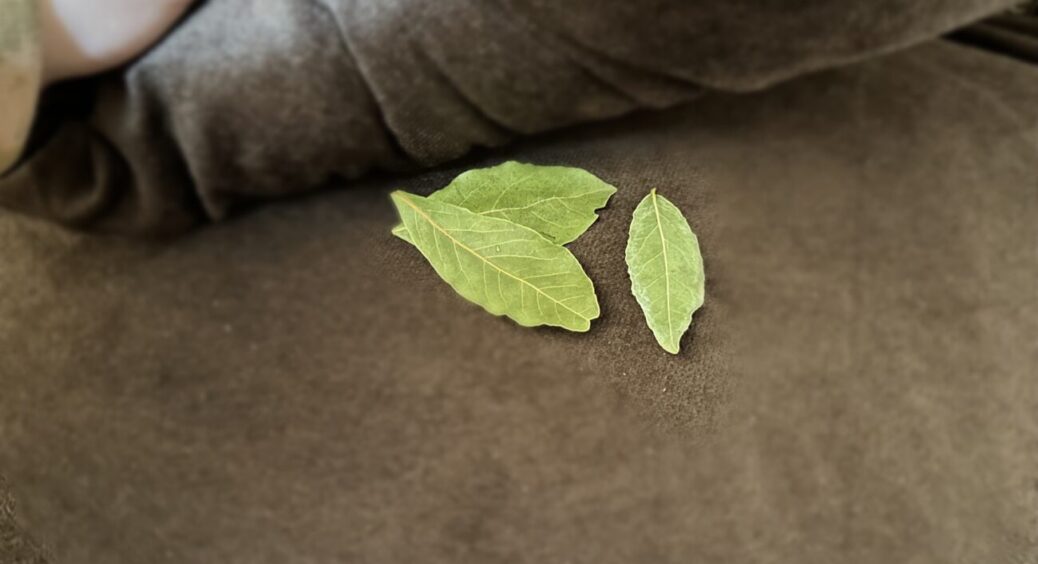 Кладу 3 лаврушки біля подушки — і сплю солодко, наче немовля: це не забобони, а доведений фахівцями ефект 