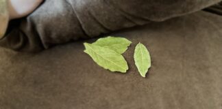 Господині розповіли, як покращити сон за допомогою лавового листа 