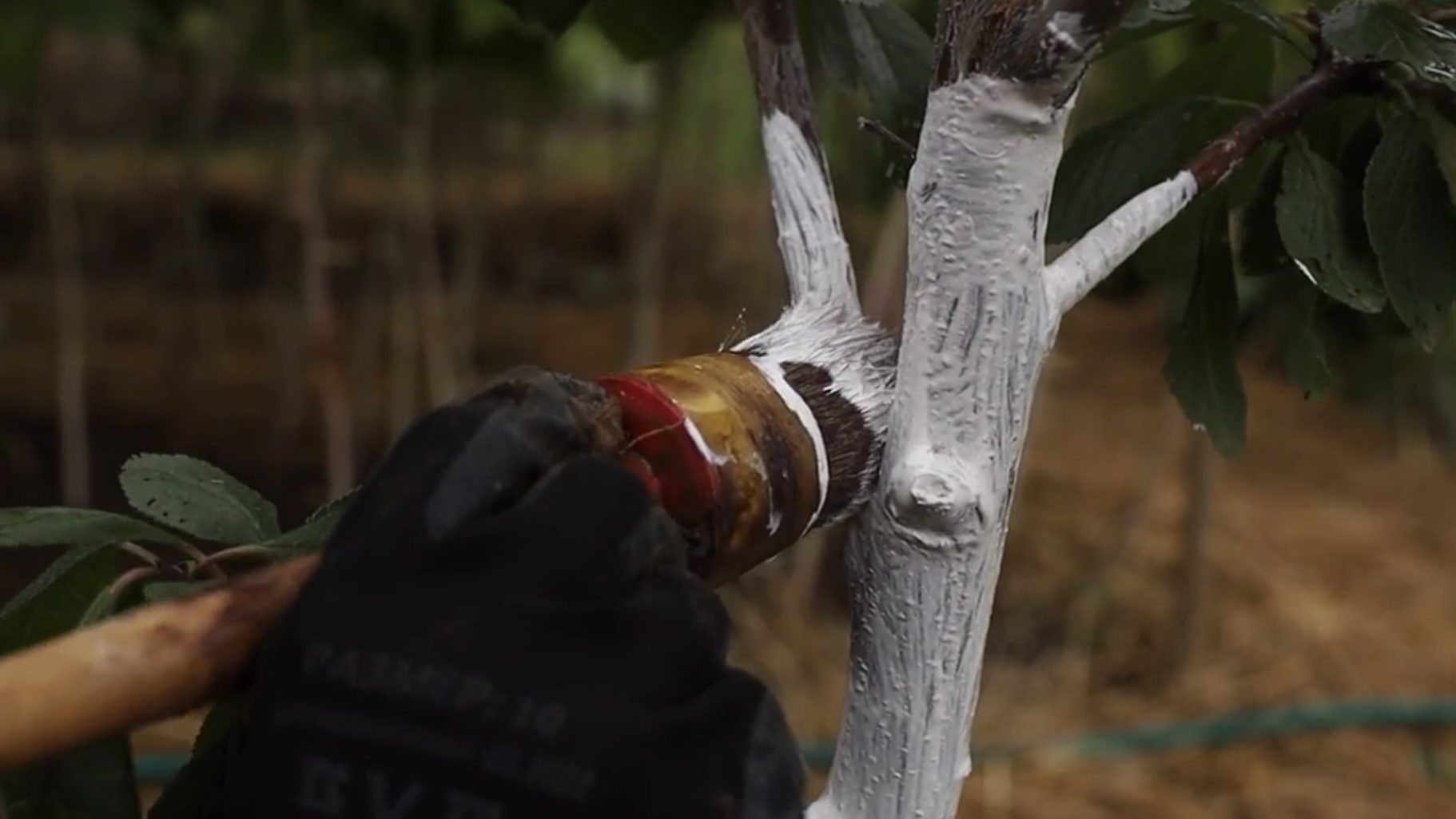 Городники розповіли, чим обробити кісточкові дерева перед морозами 