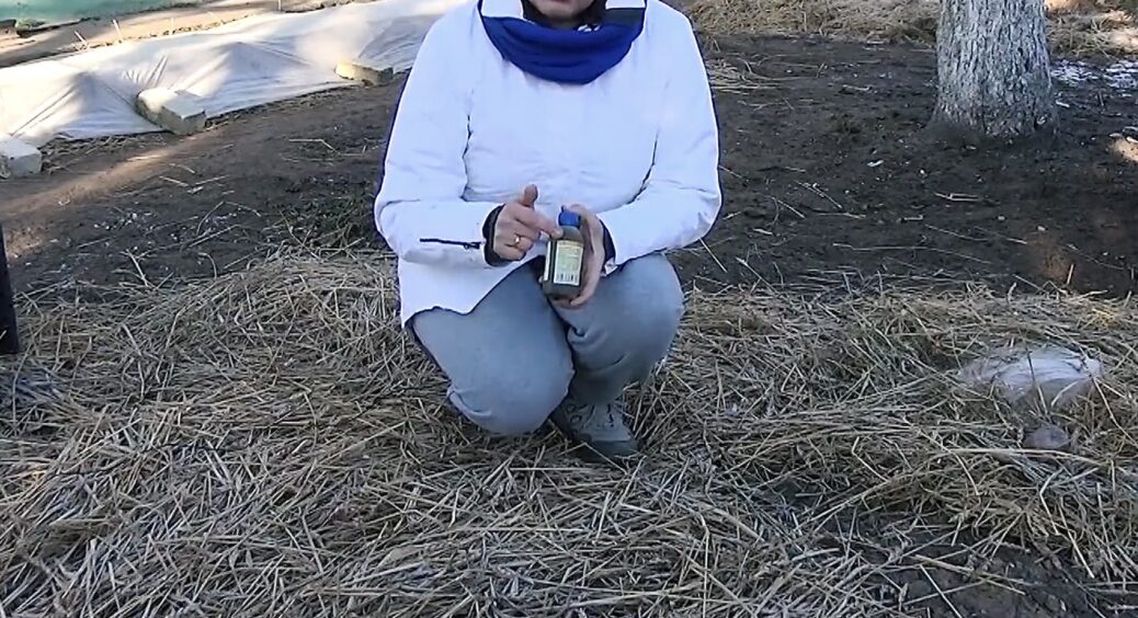 Налила “це” на клубочок з ватки і розклала під полуницю: миші в мульчі не заведуться і збережуться пагони 