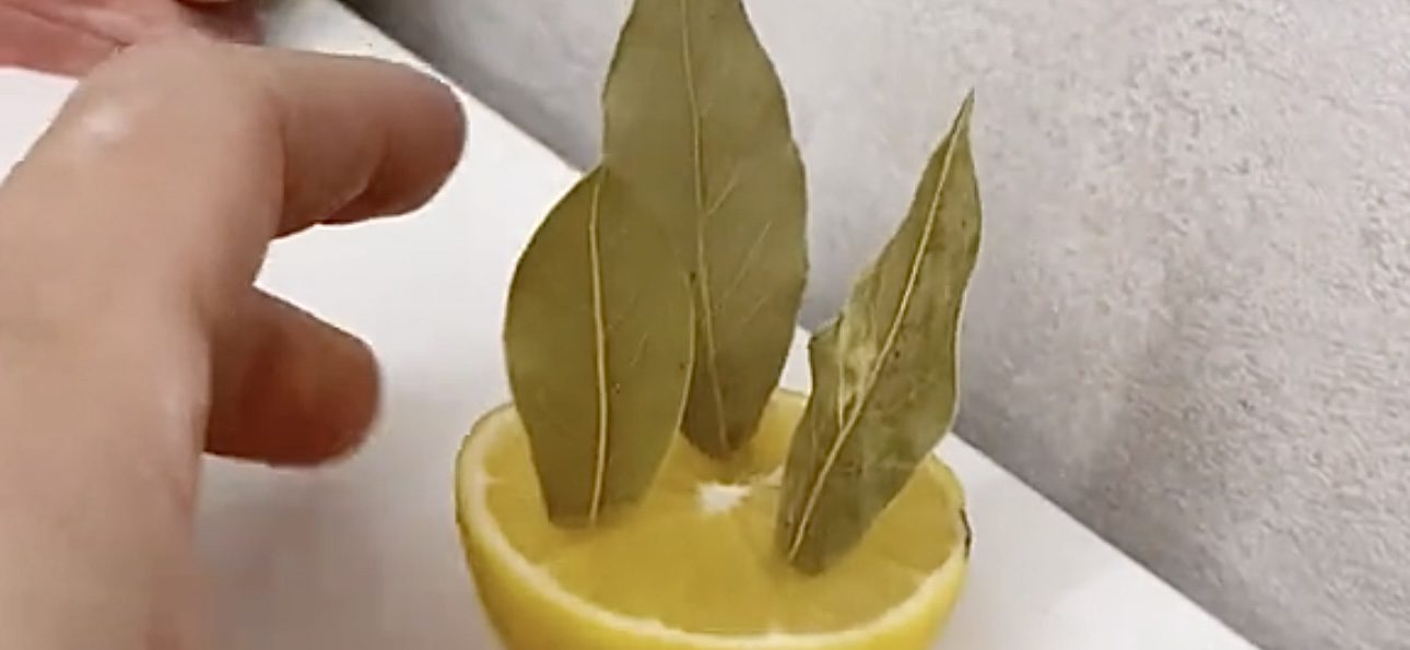 Господині розповіли, як зробити ароматизатор для квартири з лимону і лаврушки Господині розповіли, як зробити ароматизатор для квартири з лимону і лаврушки