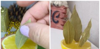 Господині розповіли, як зробити ароматизатор для квартири з лимону і лаврушки 