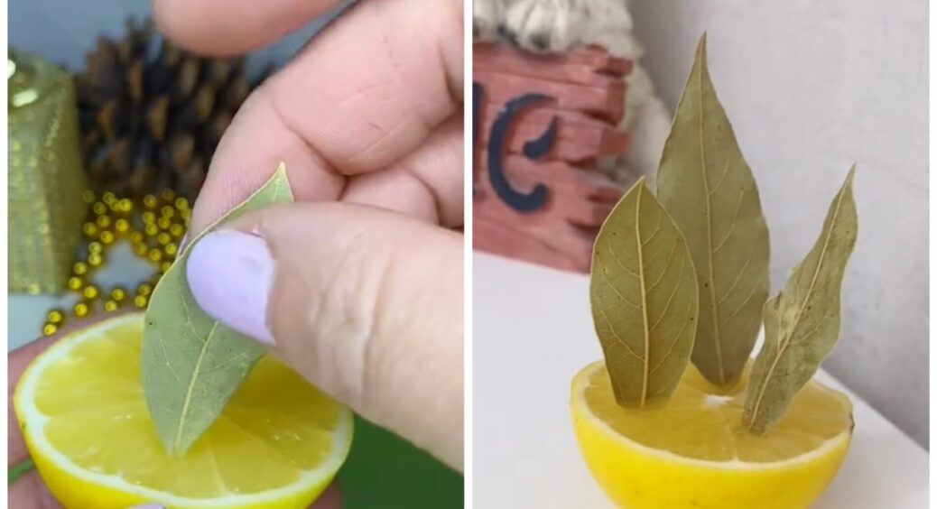 1 половинка лимона і 3 лаврових листи: гості “втрачають” розум, коли чують цей запах — лайфхак з “бутиків” 