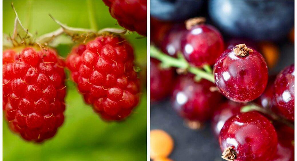 У спокої не залишаю ні смородину, ні малину – навіть у грудні: перекопую кущі за перевіреною “схемою” діда 