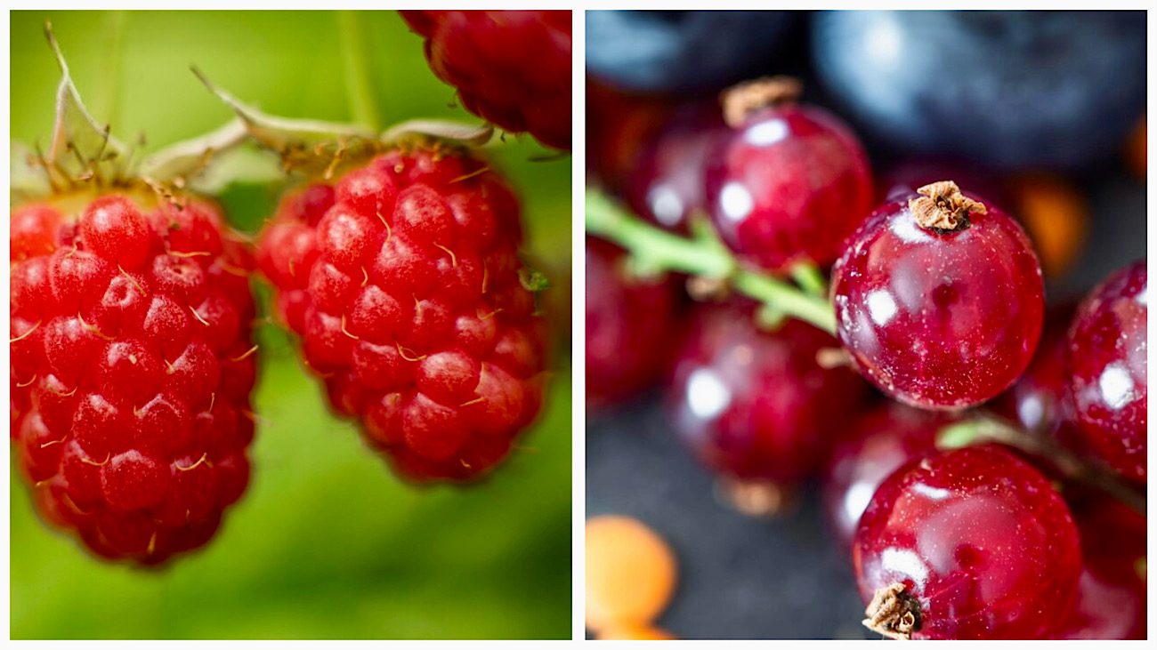 Городники пояснили, для чого перекопувати смородину і малину у грудні 