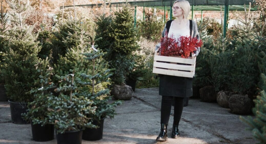 Не знаю як у вас, а моя ялинка стоїть 365 днів на рік: вирощую вдома у горщику та наряджаю за бажанням 